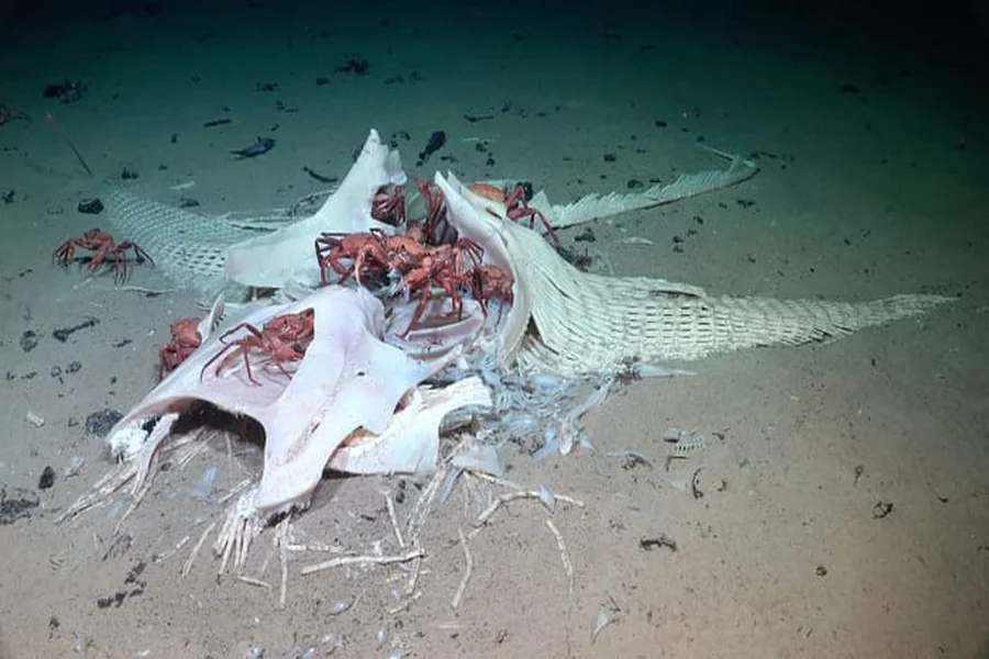 Deep-Sea Expedition Reveals